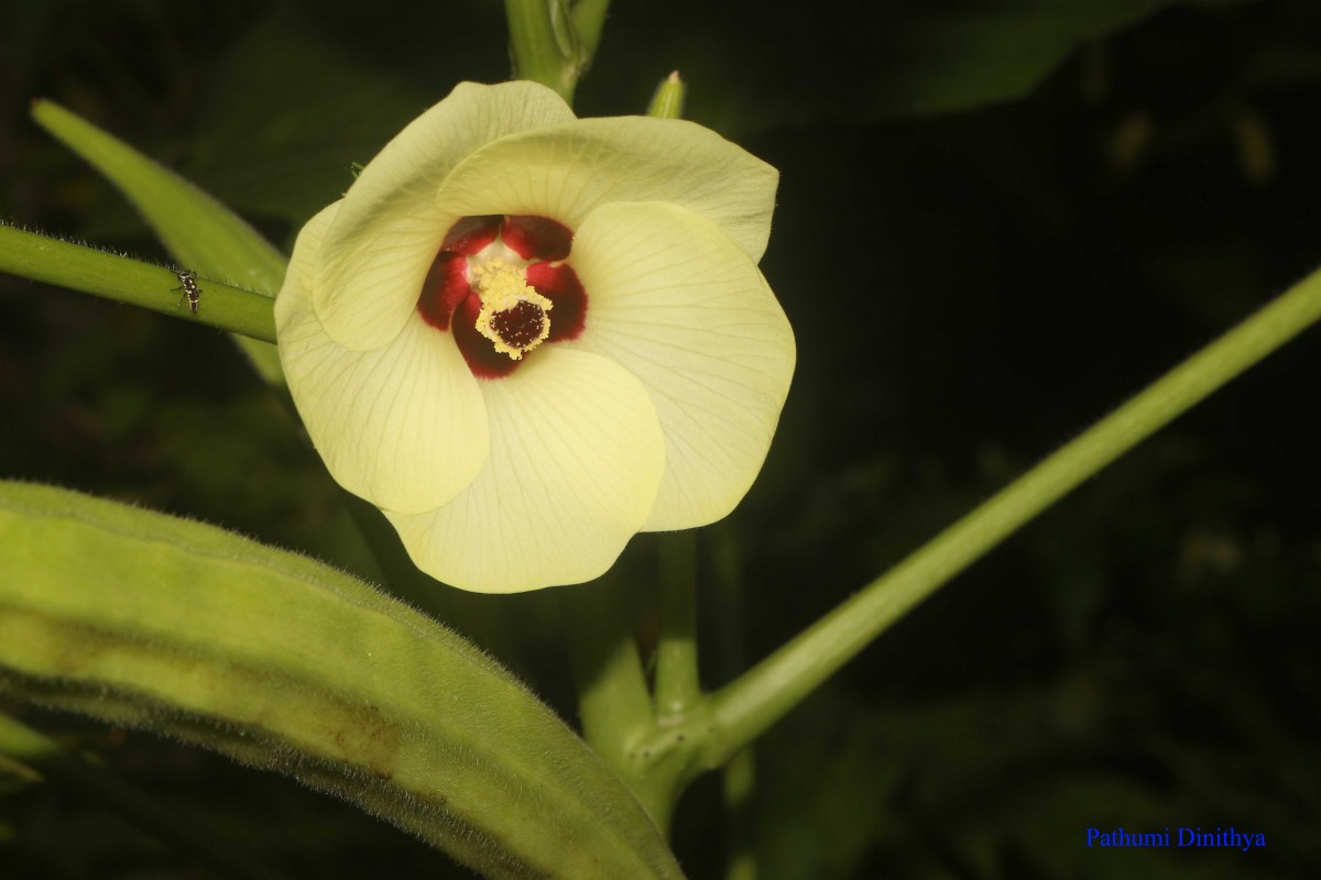 Abelmoschus esculentus (L.) Moench